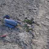 Ma ecco che sulla spiaggia scorgiamo un�altra presenza invasiva dell�uomo: dei bossoli esplosi di un fucile da caccia e un�anatra di plastica per richiamare gli uccelli